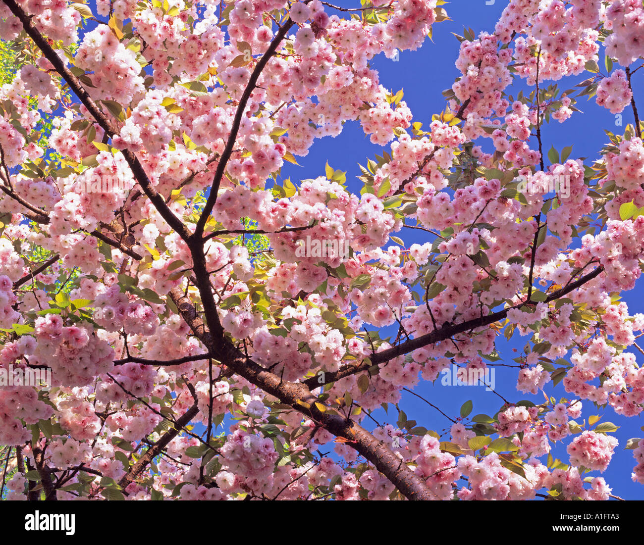Flowering Cherry Tree près de Monroe Oregon Banque D'Images