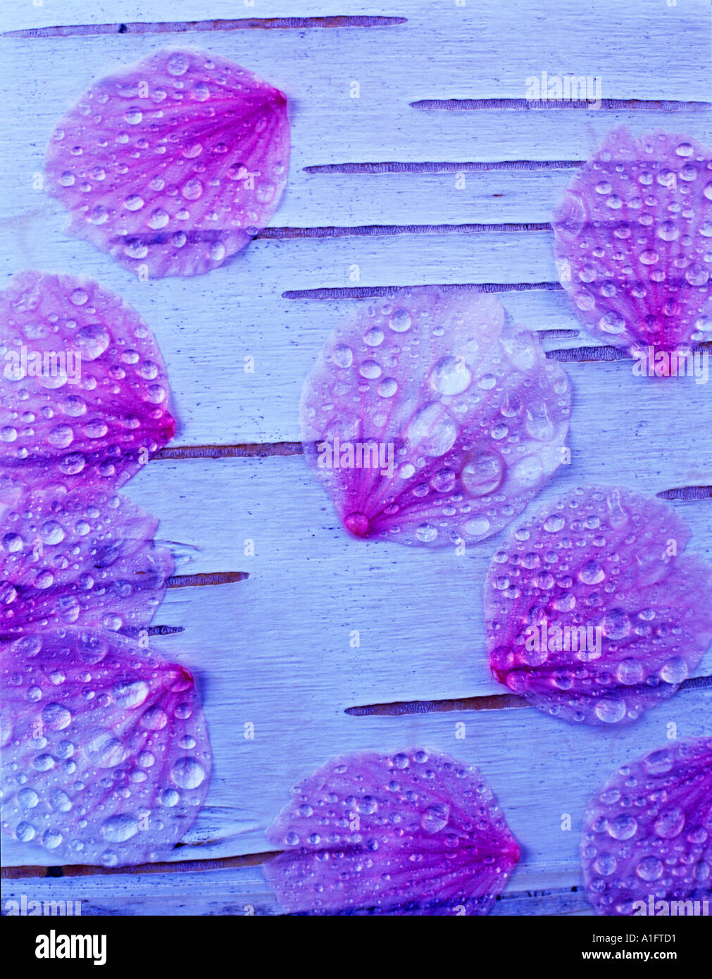 La floraison des fleurs de cerisier sur écorce de bouleau blanc Oregon Banque D'Images