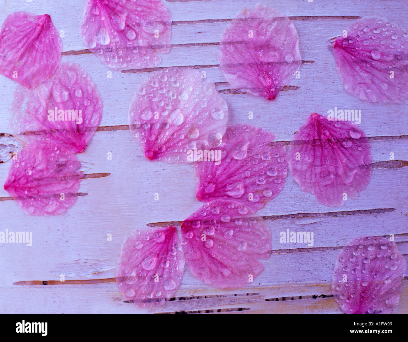 La floraison des fleurs de cerisier sur écorce de bouleau blanc Oregon Banque D'Images