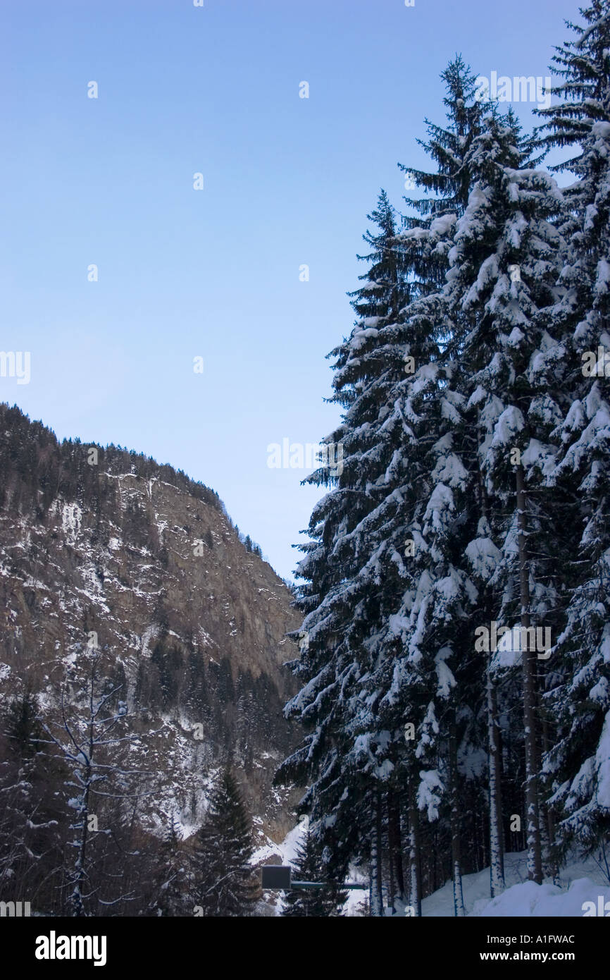 Arbre couvert de neige Banque D'Images