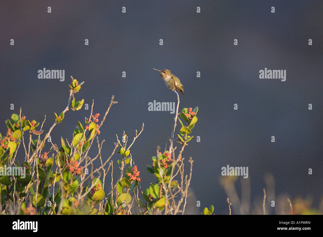 Anna Calypte anna s hummingbird perché sur les fleurs sauvages du désert à la Bufadora péninsule de Baja California au Mexique Banque D'Images