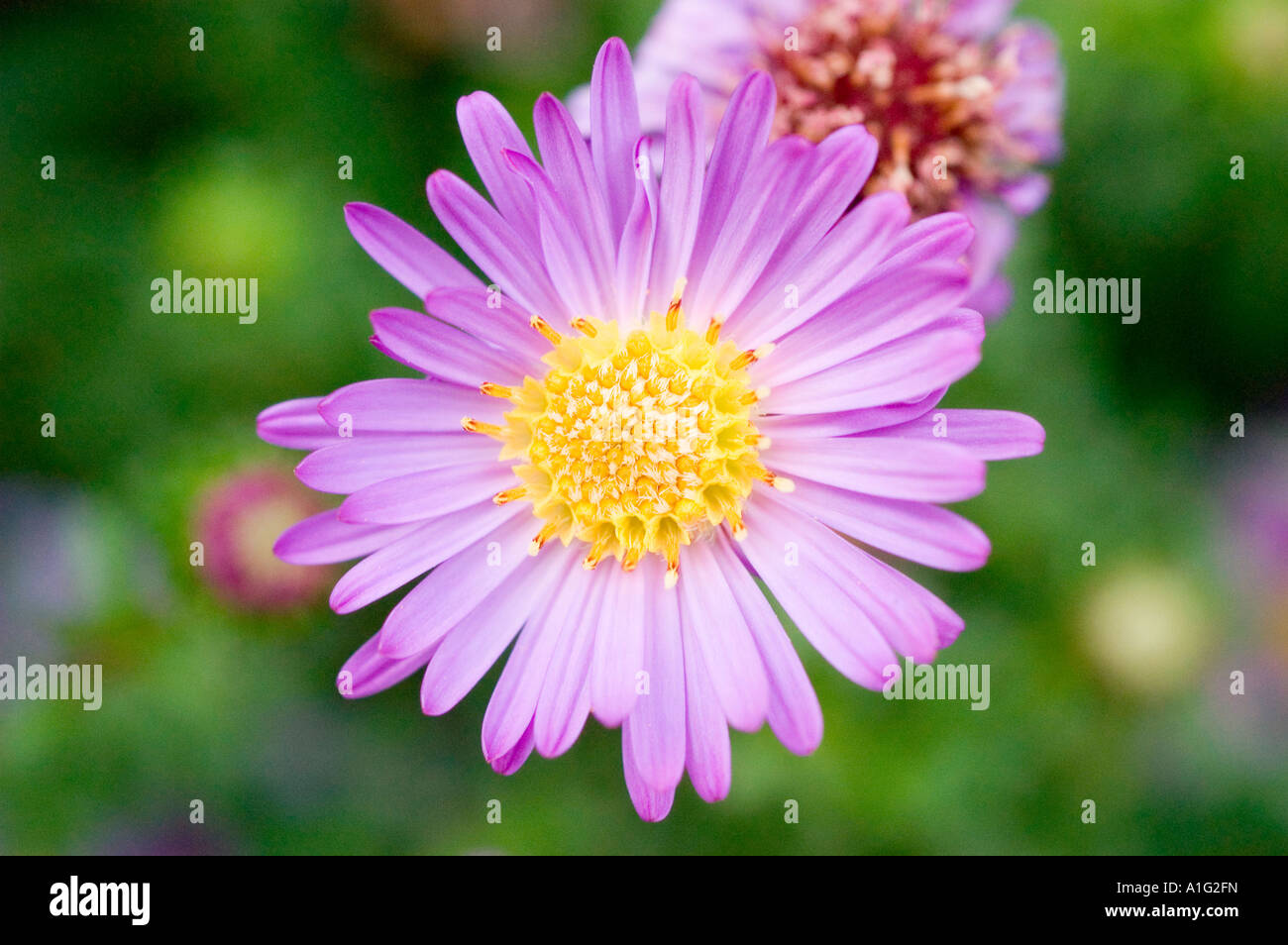 Fleurs jaune pâle et viole close up de Bushy Aster Asteraceae Aster dumosus var amarante du Pacifique Banque D'Images