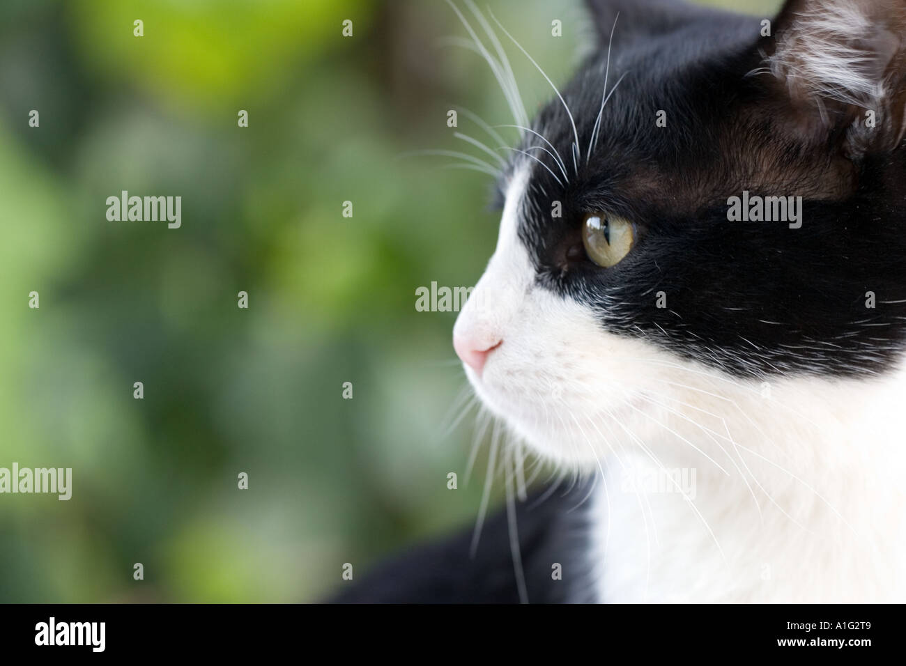 Close up d'un chat noir et blanc Banque D'Images