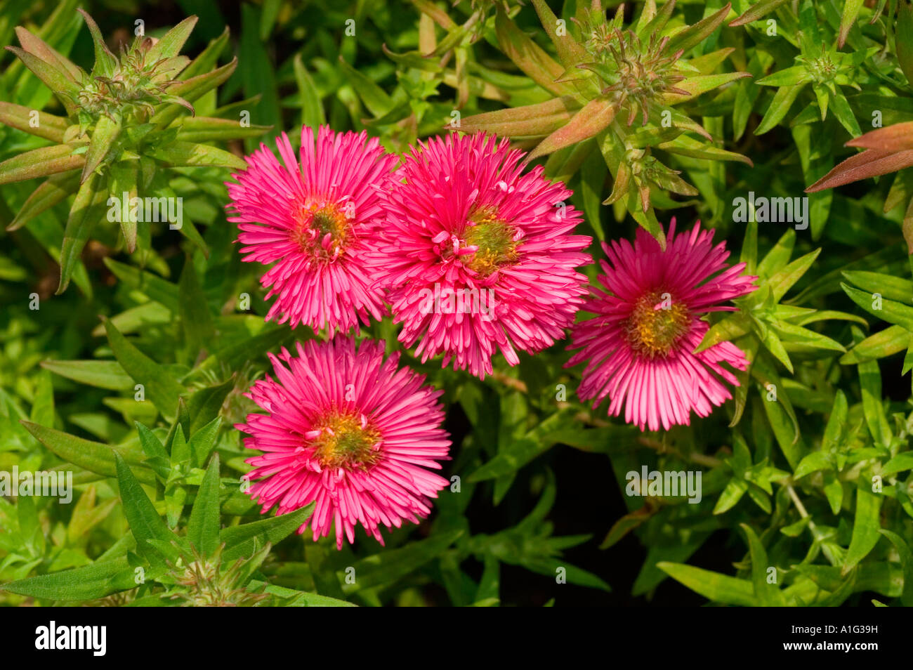 Asteraceae aster de la Nouvelle-Angleterre rose Aster novae angliae ou novaeangliae var Andenken un Alma Potschke Banque D'Images