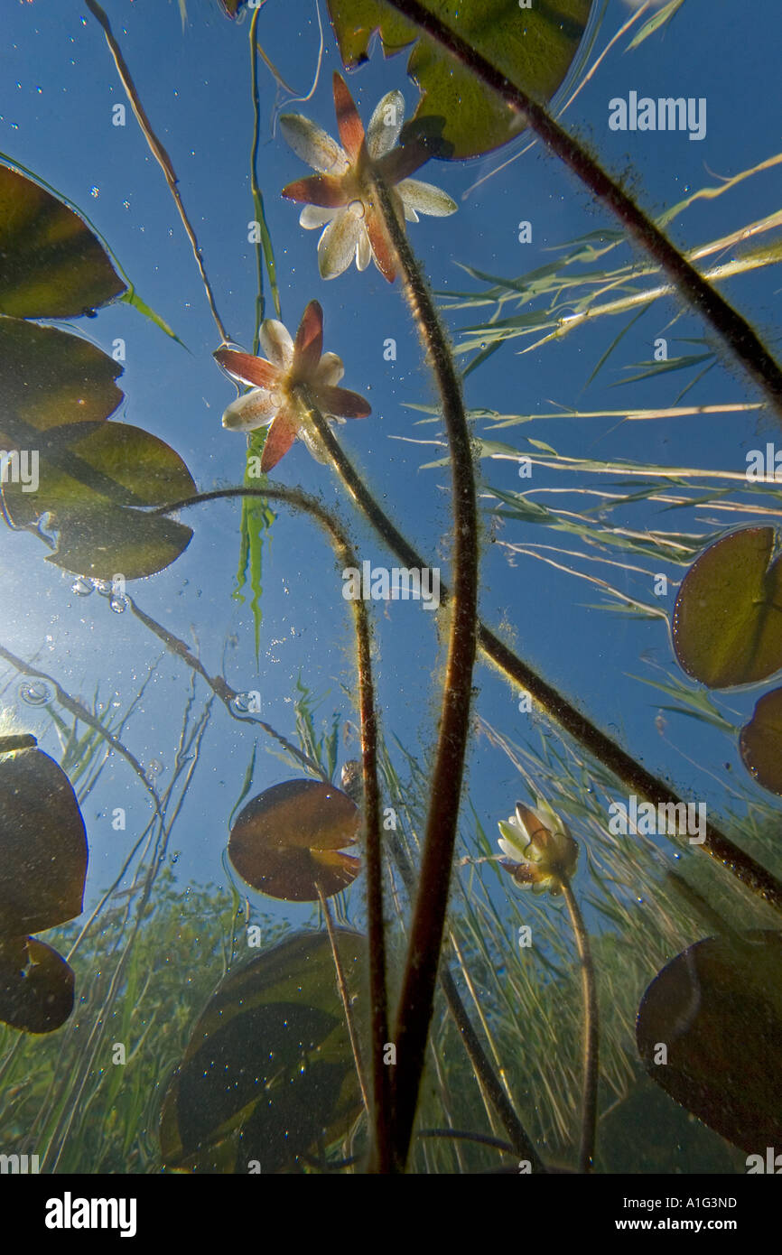 Nénuphars (Nymphaea alba) dans un lac (Jura - France). Nénuphars (Nymphaea alba) dans un lac jurassien (39 - France). Banque D'Images