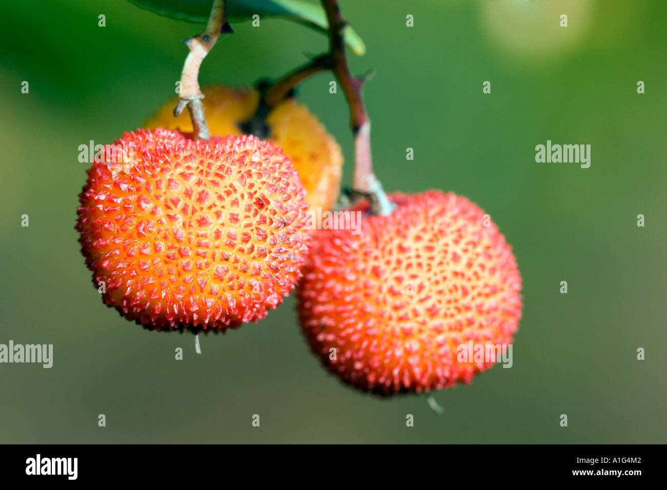 Tree fraises, Sierra de Huelva, Espagne Banque D'Images