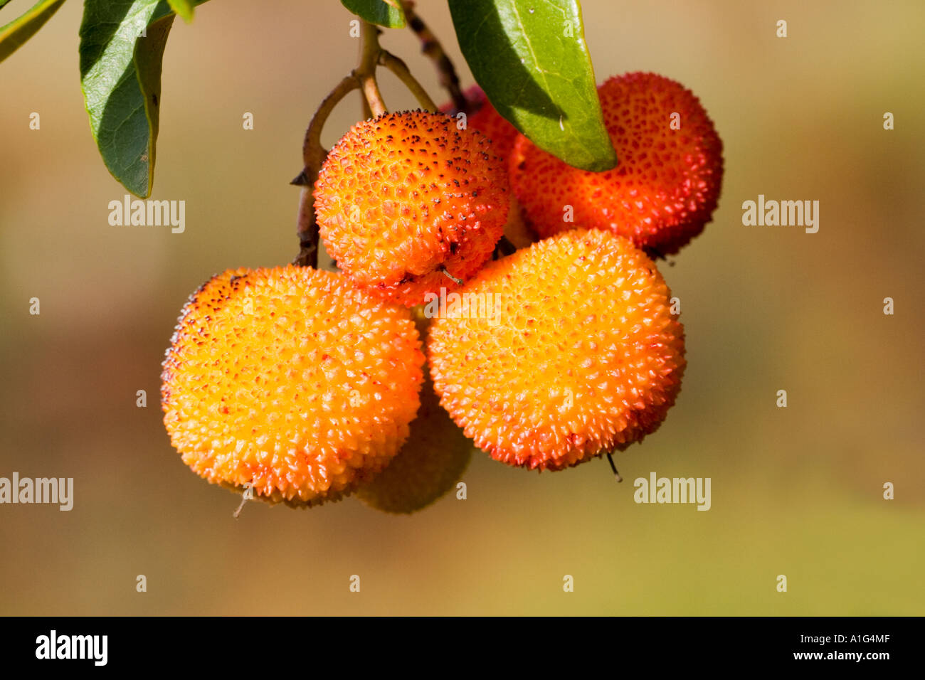 Tree fraises, Sierra de Huelva, Espagne Banque D'Images
