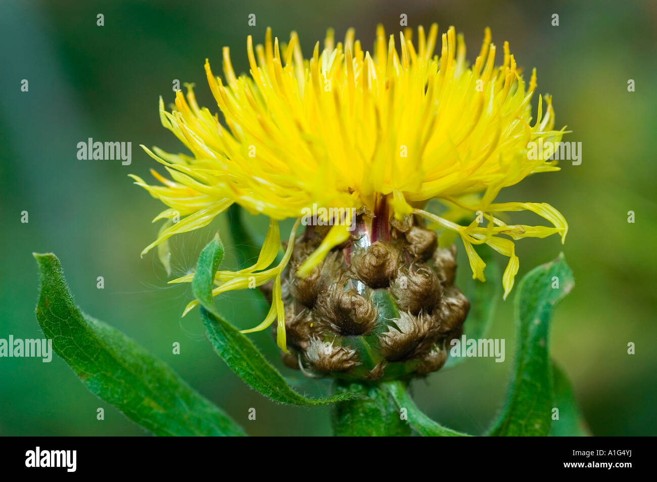 Fleur jaune close up de Viper s ou Vipérine commune Echium plantagineum Salut Jane Boraginaceae Banque D'Images