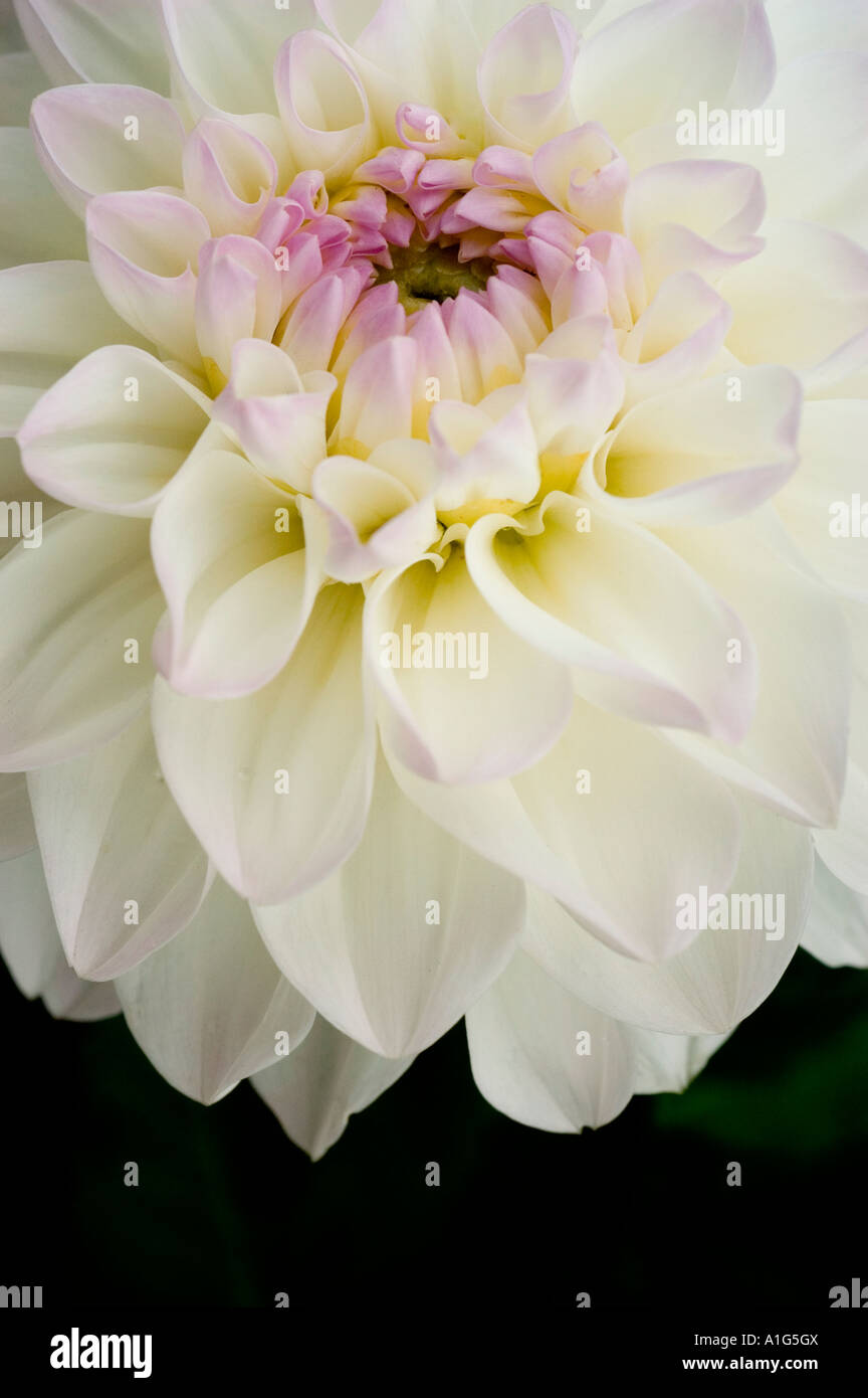 Gros plan macro d'une fleur de dahlia blanche fleurie avec de délicats pétales à pointe lavande et un éclairage naturel doux. Banque D'Images