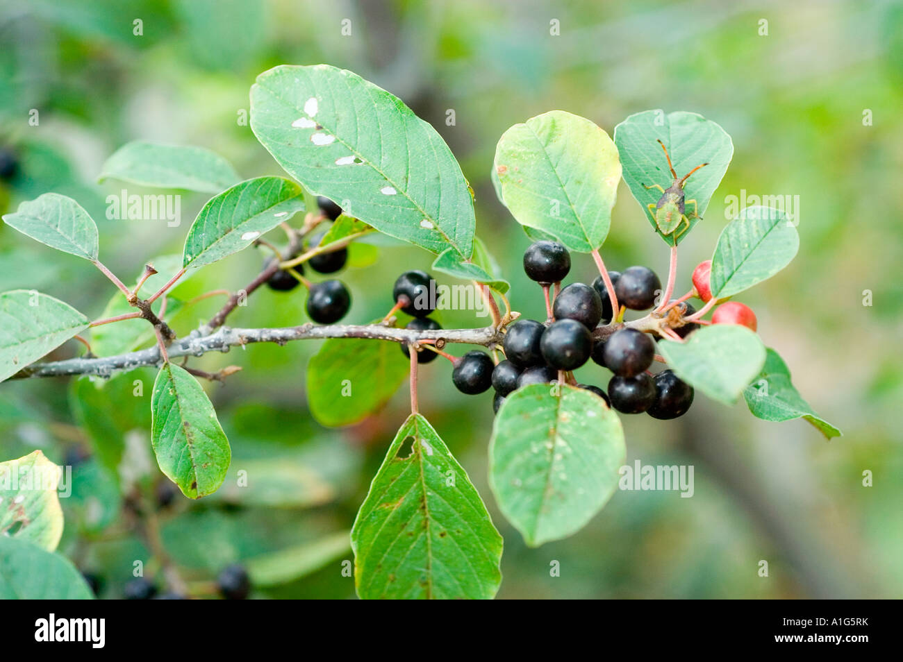 Baies noires ou les fruits du nerprun bourdaine RHAMNACEAE Frangula alnus  Photo Stock - Alamy