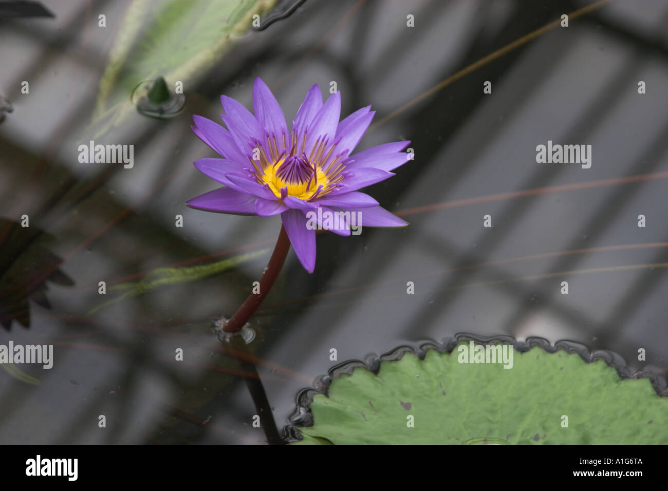 Nymphaea stellata. Lotus Nénuphar bleu. Banque D'Images