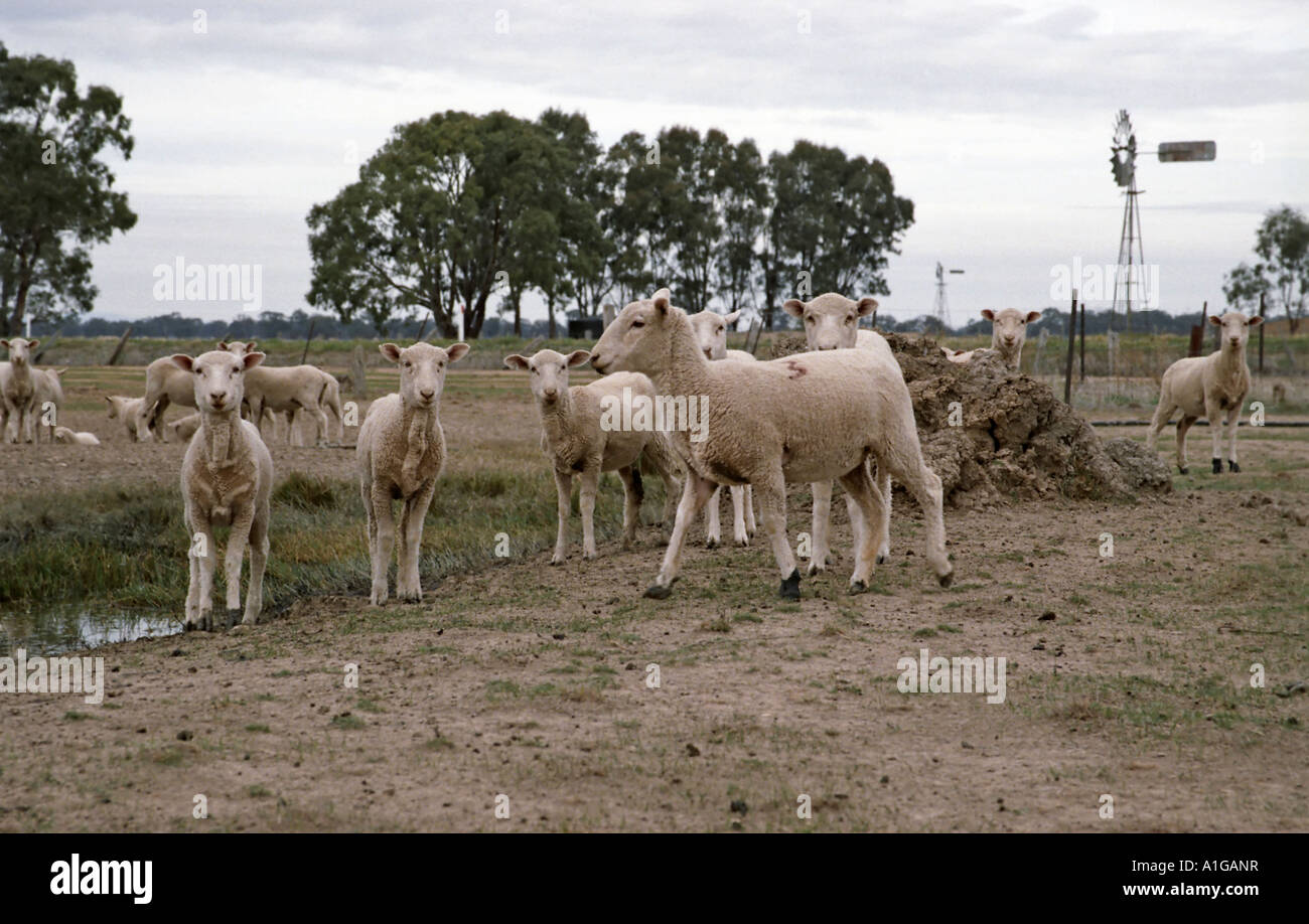 Les moutons de la sécheresse : 2004 Banque D'Images