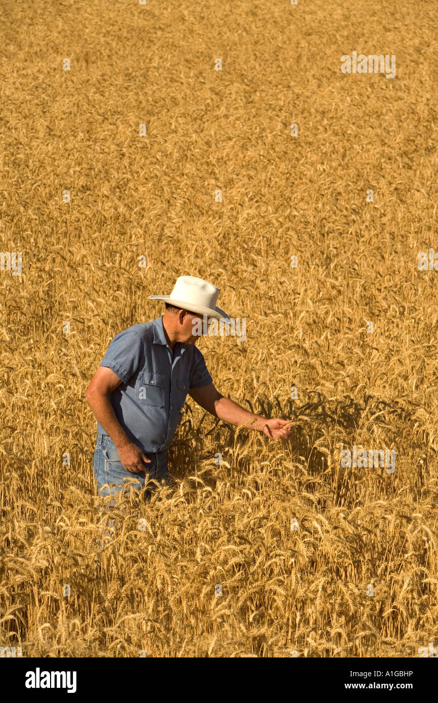 Inspection de l'agriculteur, champ de blé mûr Banque D'Images