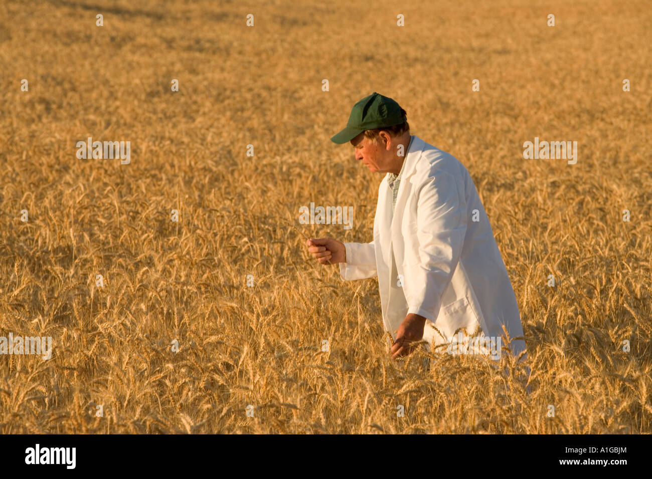 L'inspection des champs de blé mûrs chercheur, Banque D'Images