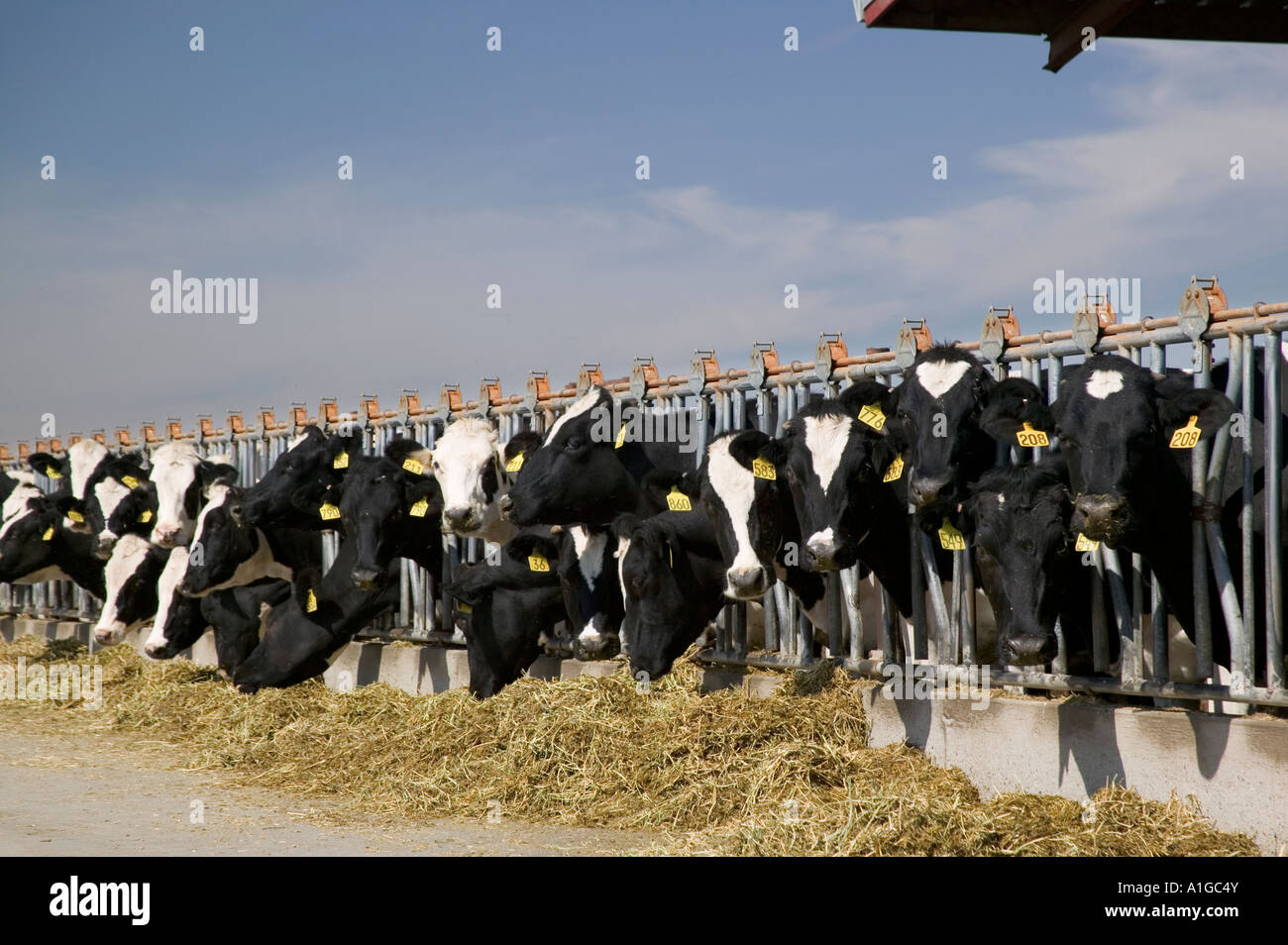 Alimentation des vaches laitières Holstein, Californie Banque D'Images