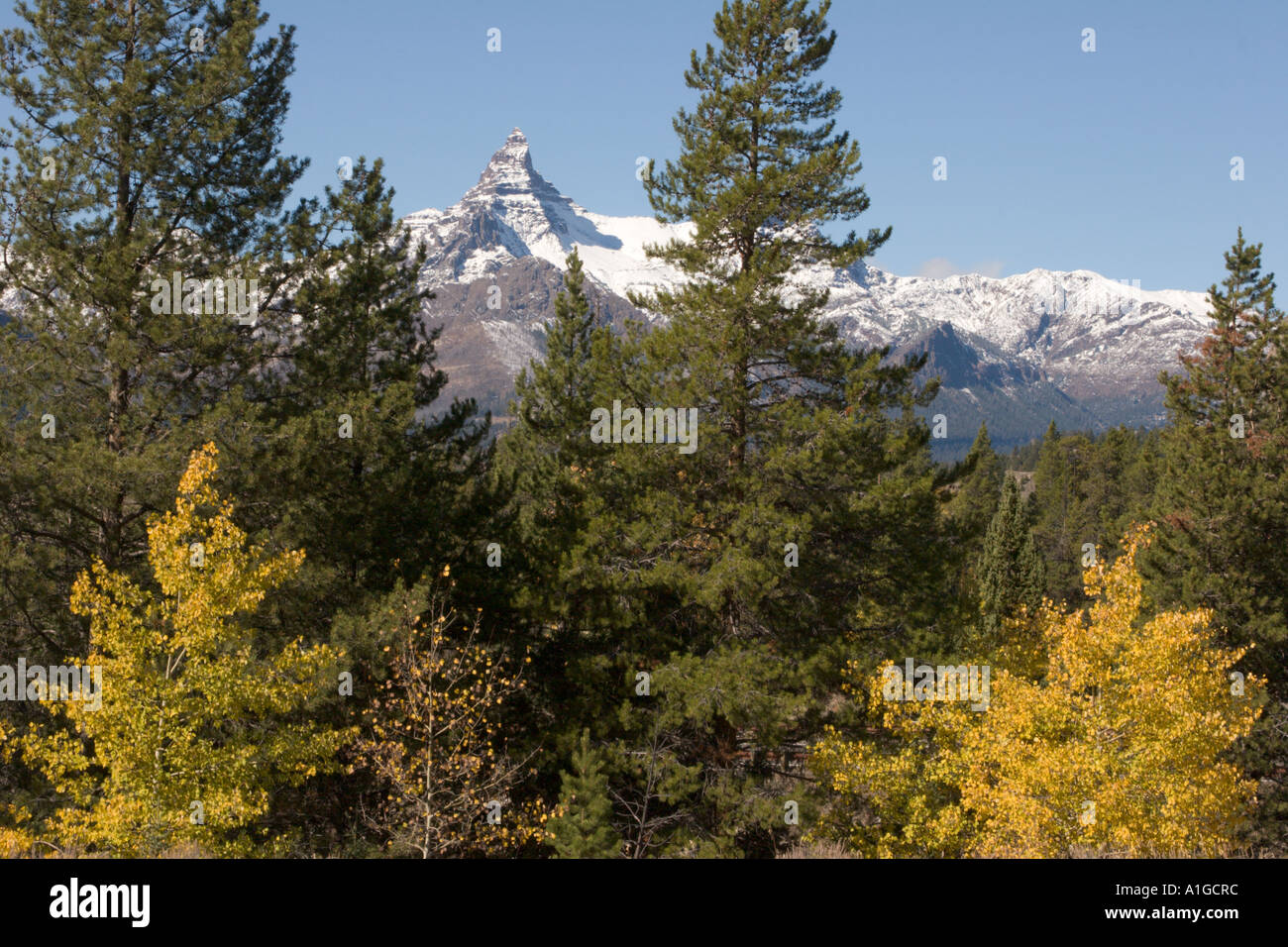 Les conifères et l'automne trembles pointe Pilote trame dans Beartooth Mountains Montana USA Banque D'Images