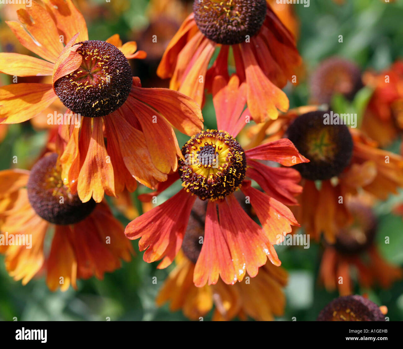 Coneflower Echinacea angustifolia composées Banque D'Images