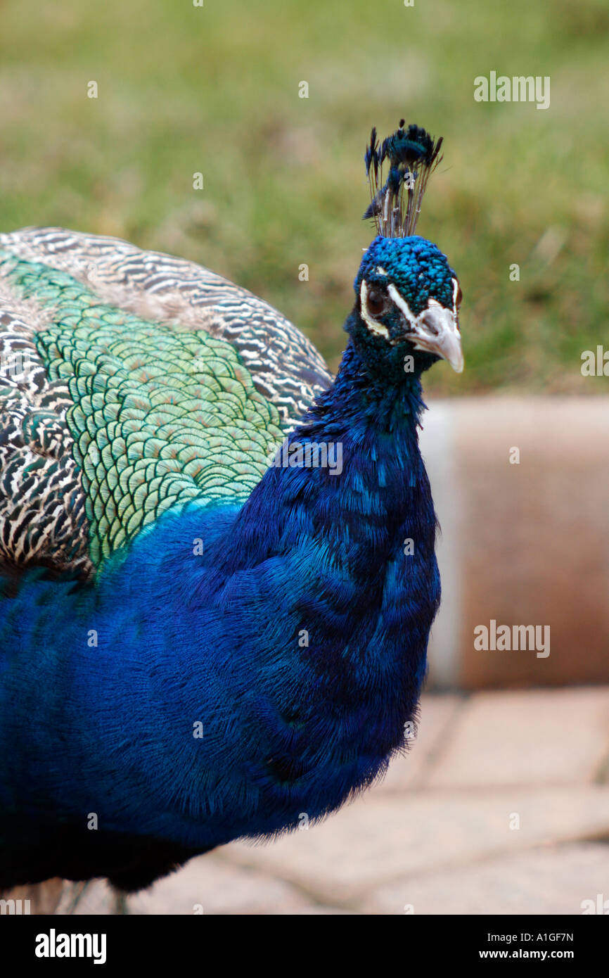 Peacock trois quart voir Banque D'Images