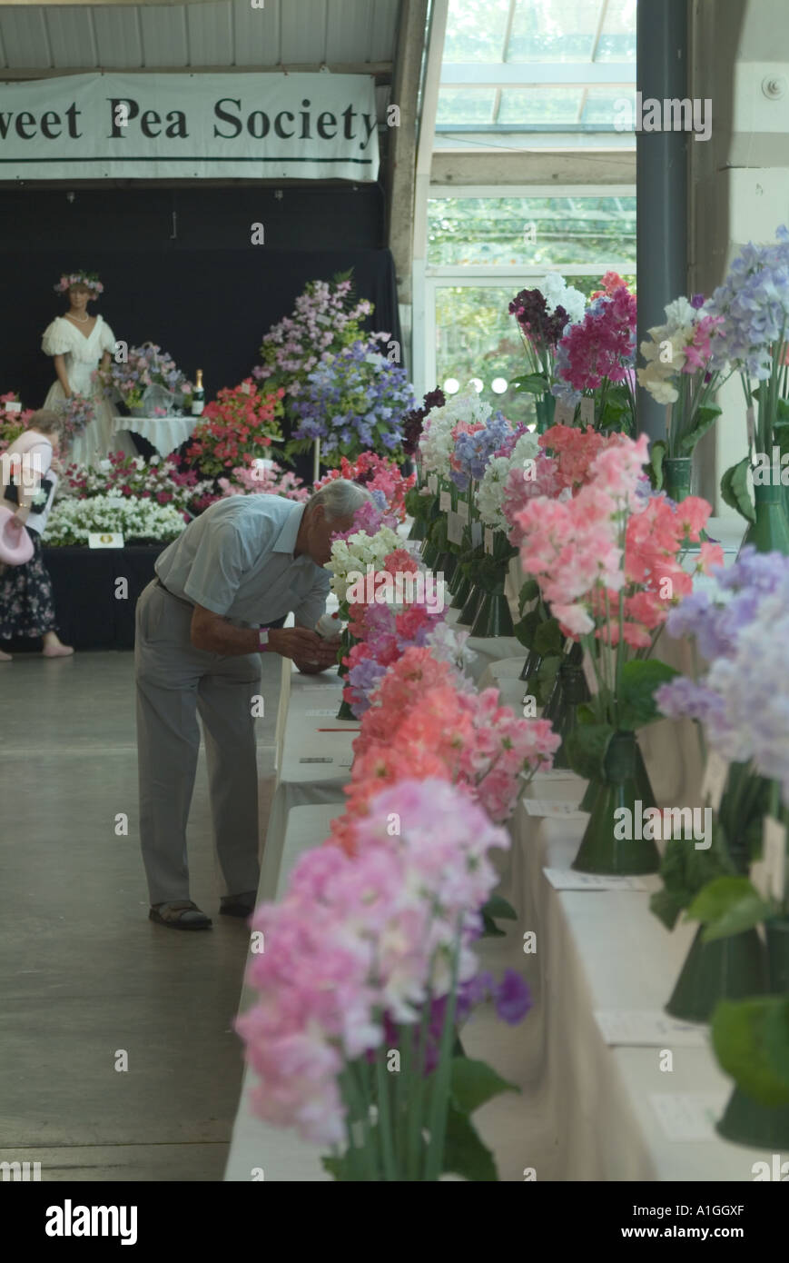 L'odeur des pois sucré au great Yorkshire show Banque D'Images