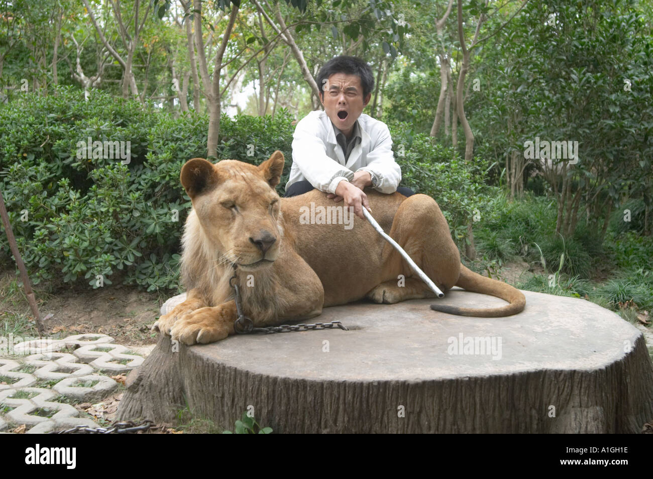 Zoo keeper posant avec lion pour une photographie à Shanghai Wild Animal Park shanghai De nombreux animaux à Shanghai Wild Animal Park sont disponibles pour le public de se faire photographier avec eux, mais les animaux dociles et semblent drogués Banque D'Images