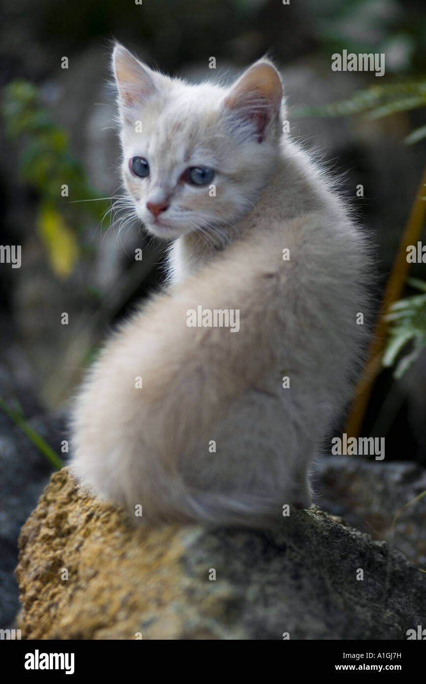 Jeune chat sauvage aux yeux bleus Banque D'Images