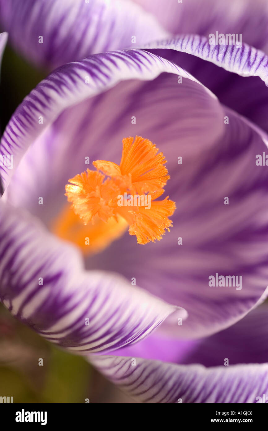Close up de lilas et blanc, Arlequin, rayé fleur de crocus safran head montrant des étamines orange. Banque D'Images