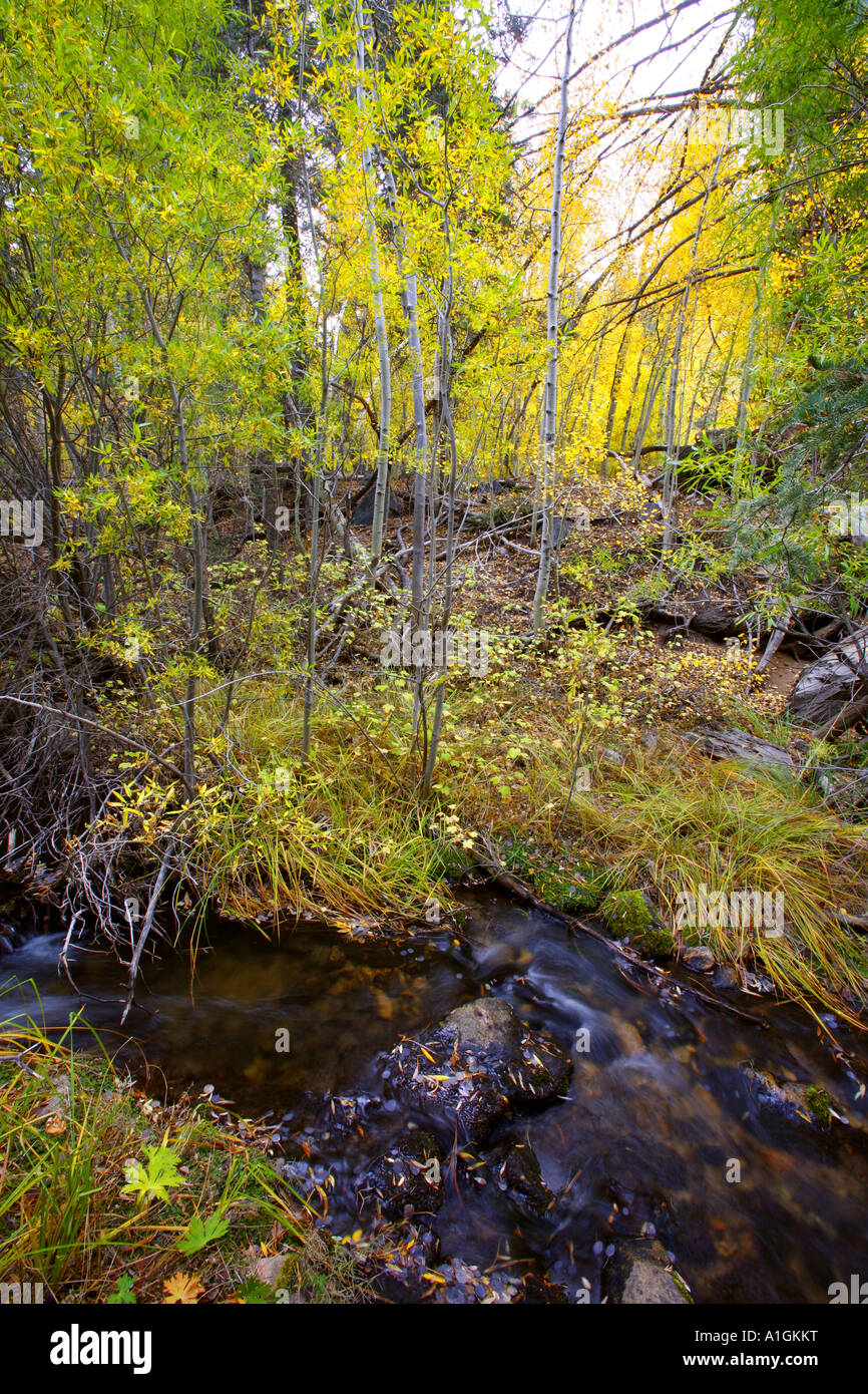 Creek dans le désert de San Gorgonio Aspen Grove San Bernadino National Forest San Bernadino San Bernadino County Californie Uni Banque D'Images