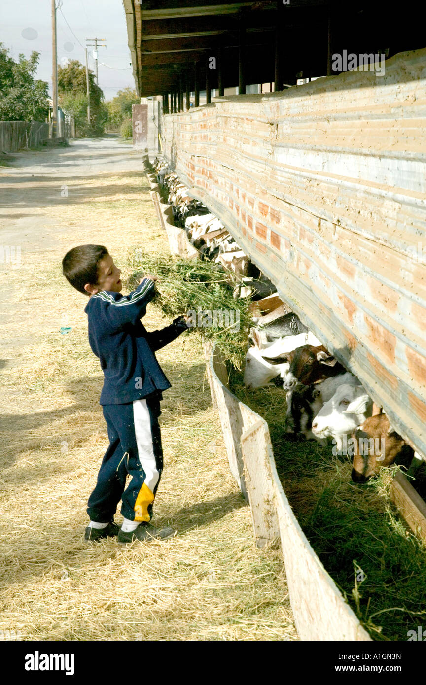 La luzerne Boy feeding de chèvres laitières, Californie Banque D'Images