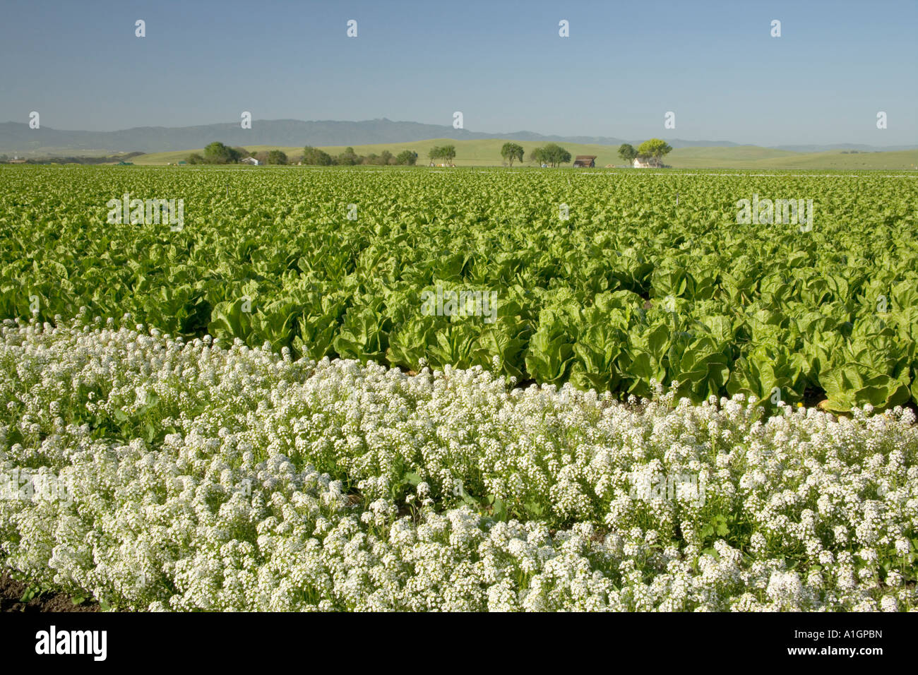 Organic lettuce field, Hollister, Californie Banque D'Images