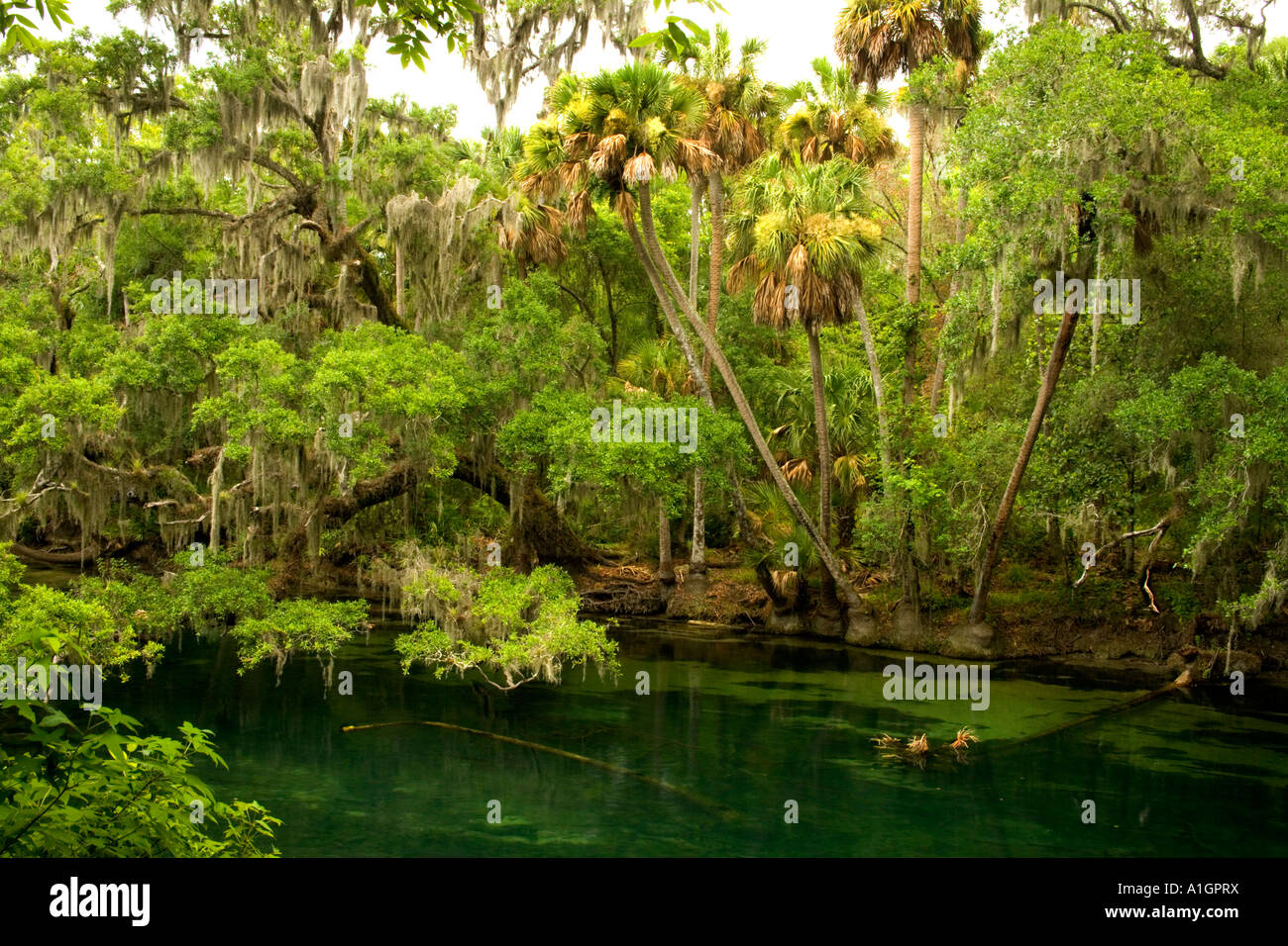 Saint John's River, Blue Spring State Park, Banque D'Images