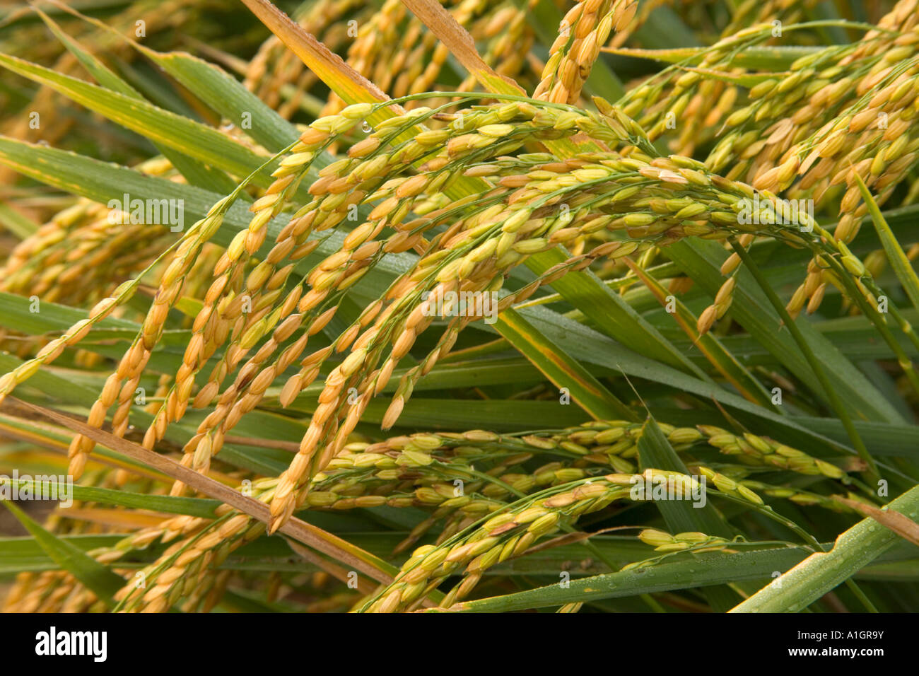 La culture du riz à maturité dans le champ. Banque D'Images