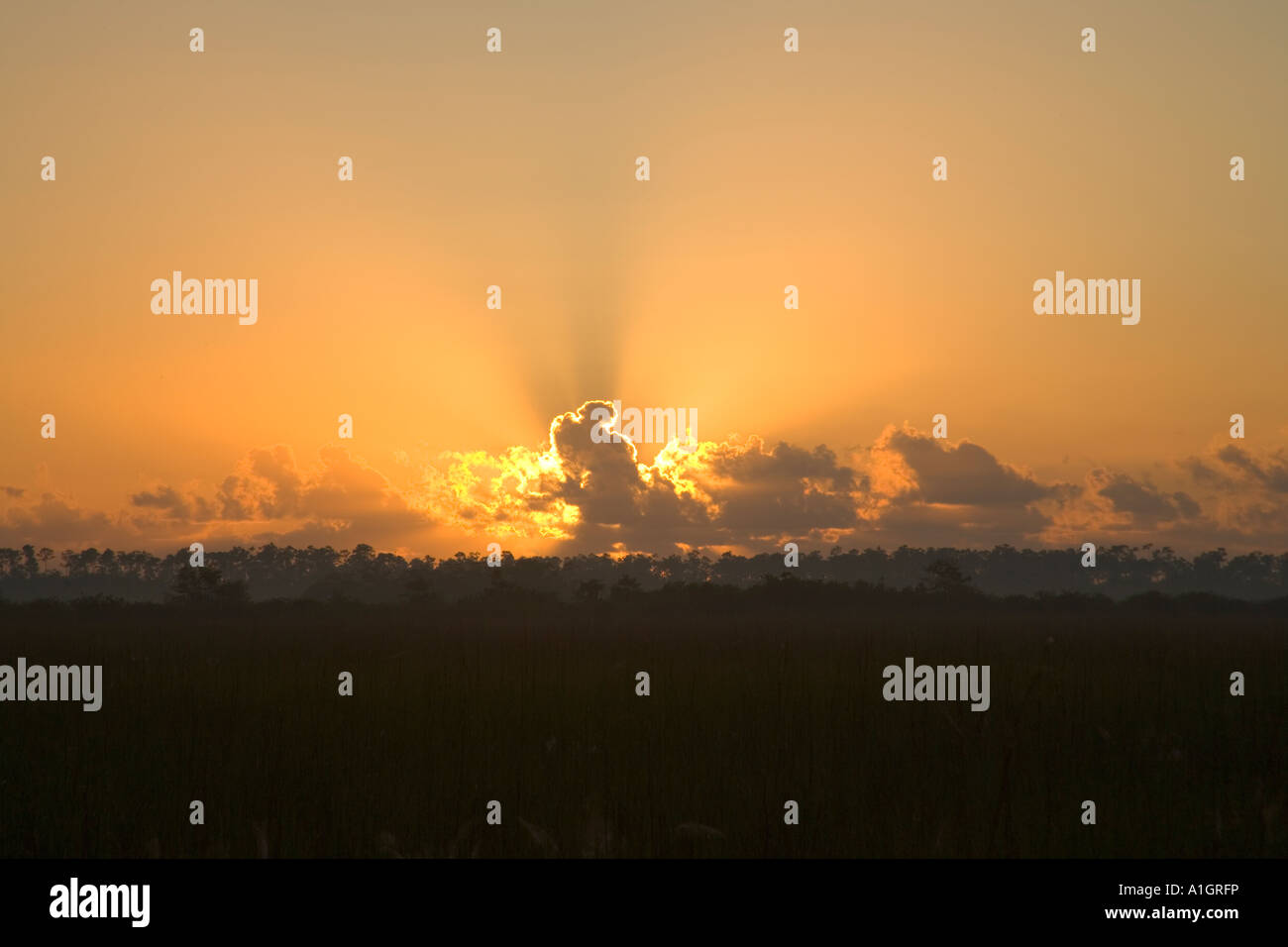 Lever du soleil le Parc National des Everglades. Banque D'Images