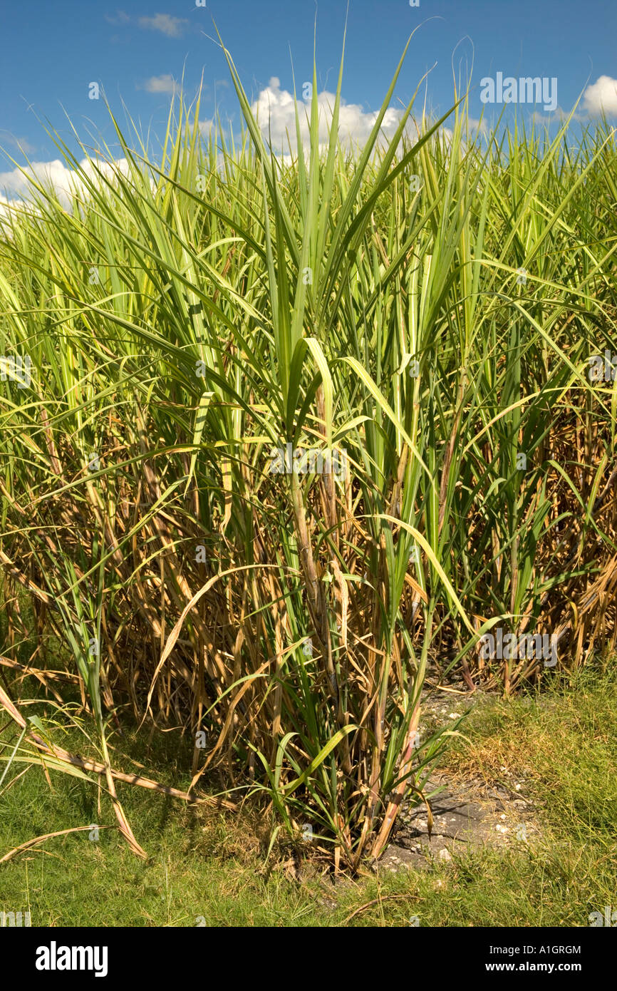 Dans le champ de canne à sucre à maturité. Banque D'Images