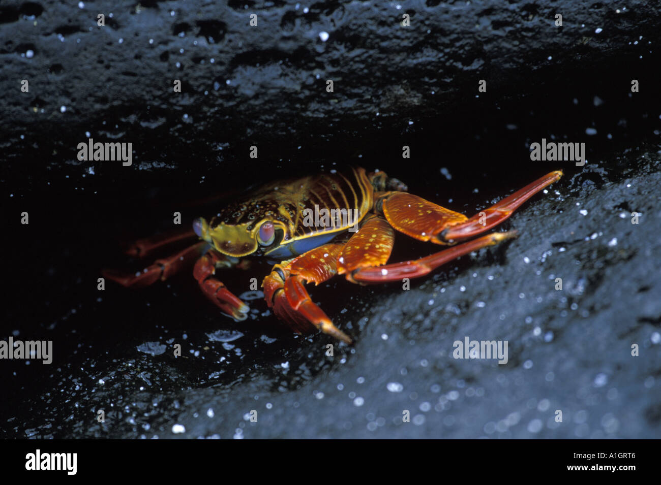 Sally light Pied Crabe (Grapsus grapsus) Banque D'Images
