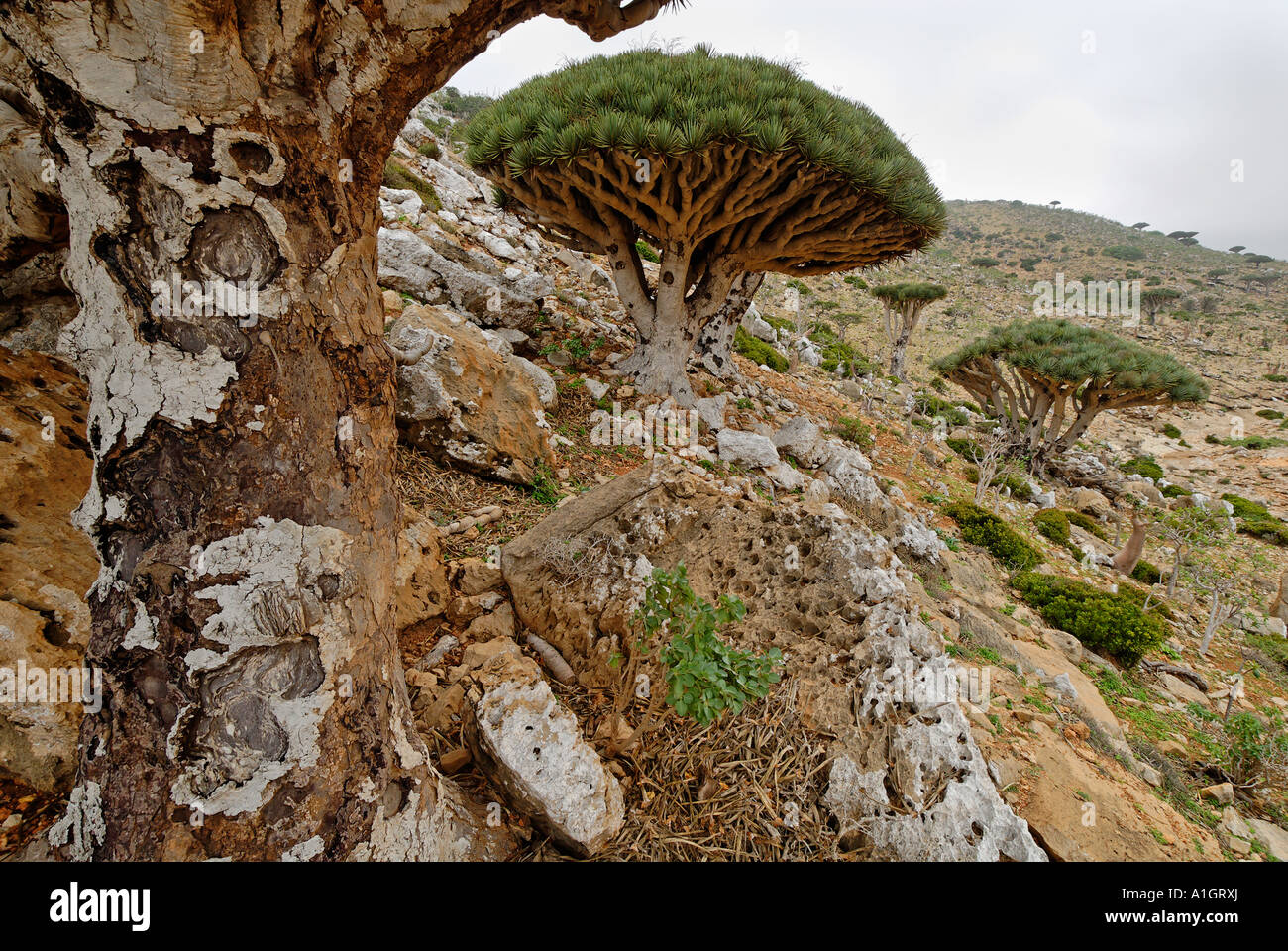 Dragon s Blood Tree sur plateau Homhil île Sokotra Yémen Banque D'Images