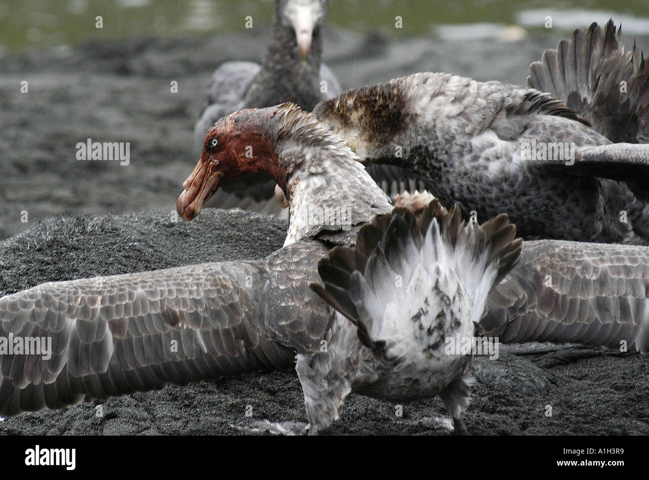 Le PETREL pétrel géant lutte sur dead fur seal Banque D'Images