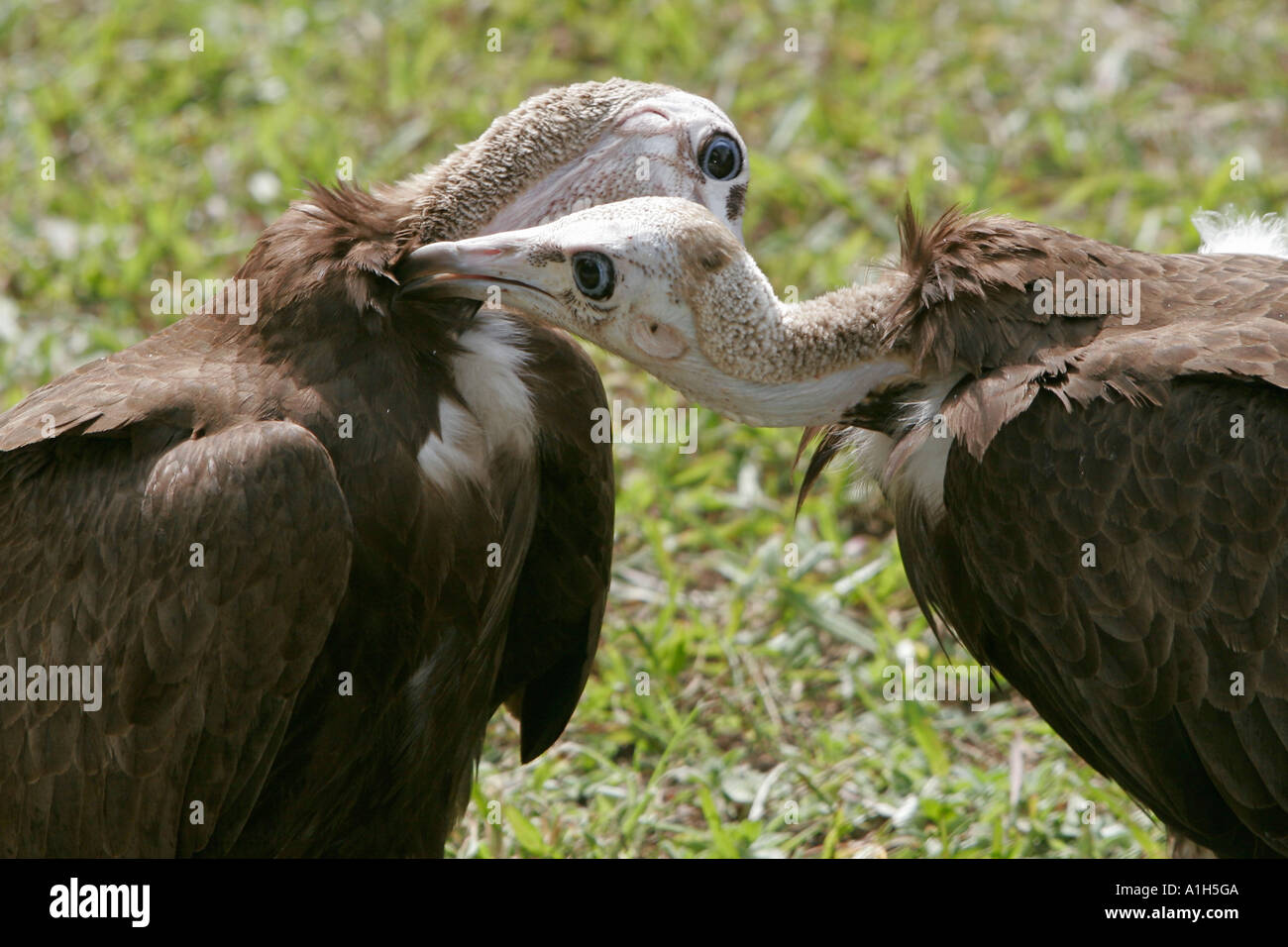 Deux vautours se lisser la Sénégambie Hôtel Kololi Gambie pelouses Banque D'Images