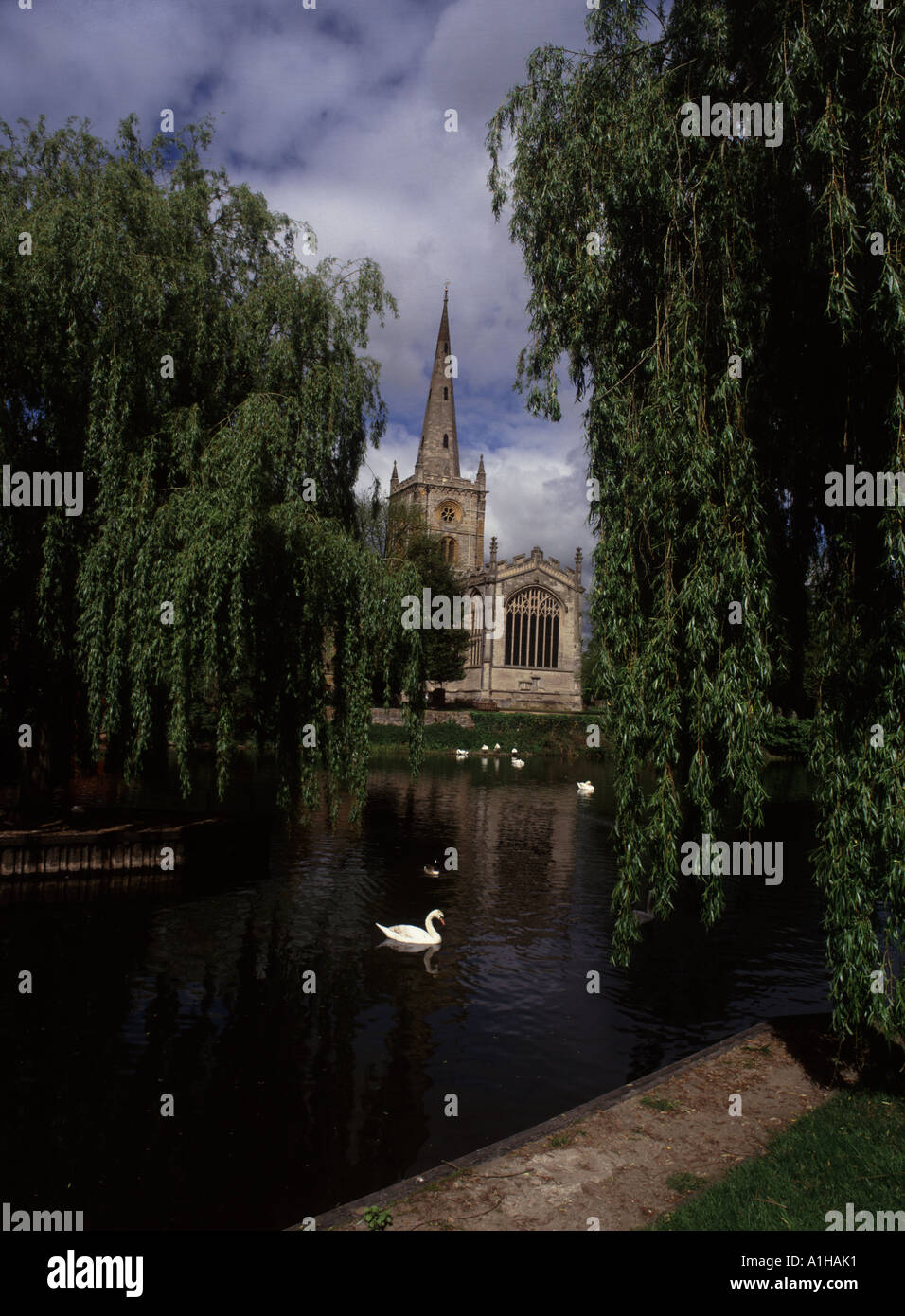 Un cygne sur la rivière Avon, à côté de l'église Sainte Trinty Stratford Upon Avon, le lieu de sépulture de William Shakespeare Banque D'Images