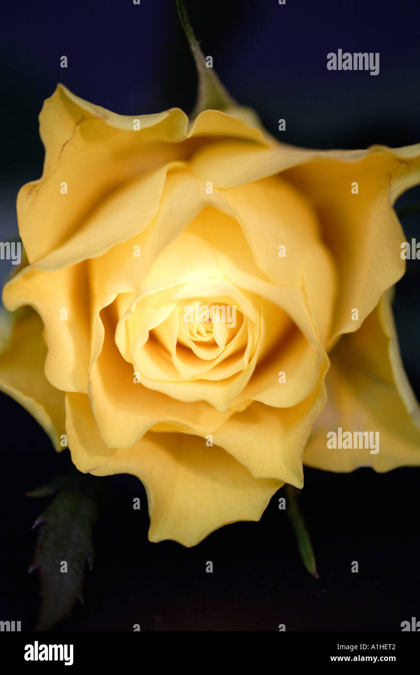 L'or pâle rose unique en plein soleil Banque D'Images