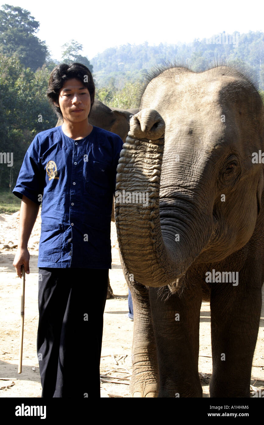Jeune éléphant et formateur au camp d'entraînement dans le nord de la Thaïlande Banque D'Images