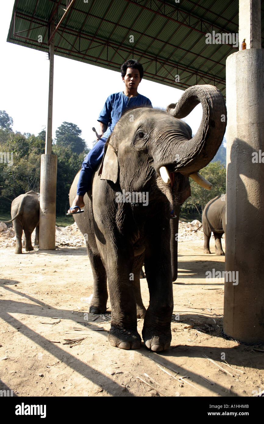 Camp d'entraînement d'éléphants dans le nord de la Thaïlande Banque D'Images