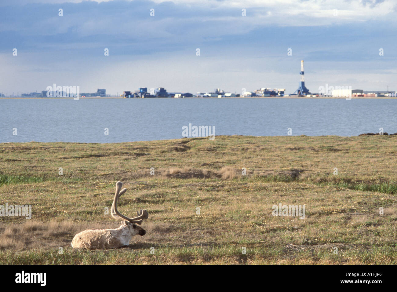 Le caribou de la toundra Rangifer tarandus bull avec ses bois de velours se reposant près de la ville pétrolière de Prudhoe Bay en Alaska arctique Banque D'Images