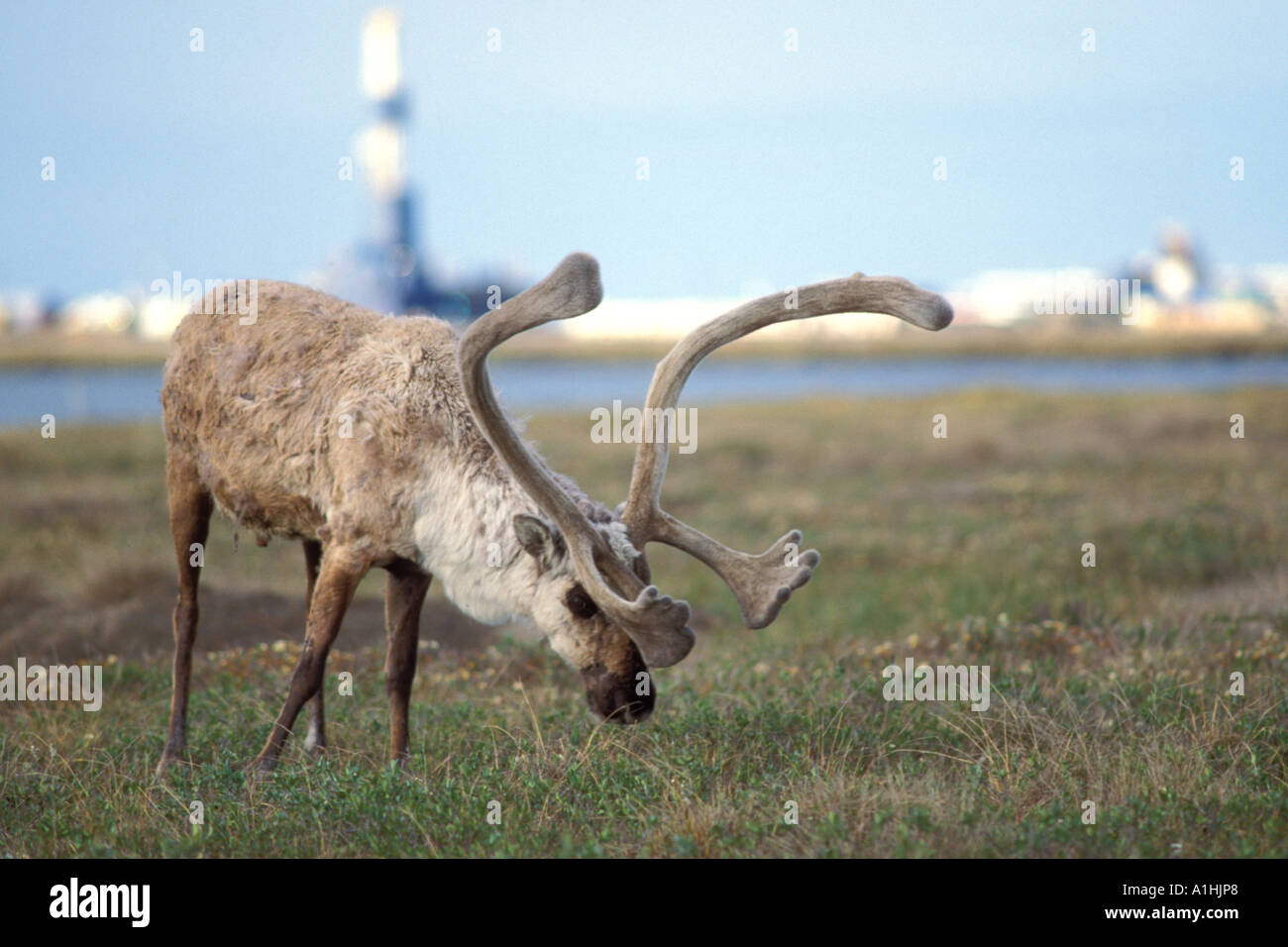 Le caribou de la toundra Rangifer tarandus bull avec ses bois de velours se nourrir près de la ville pétrolière de Prudhoe Bay en Alaska arctique Banque D'Images