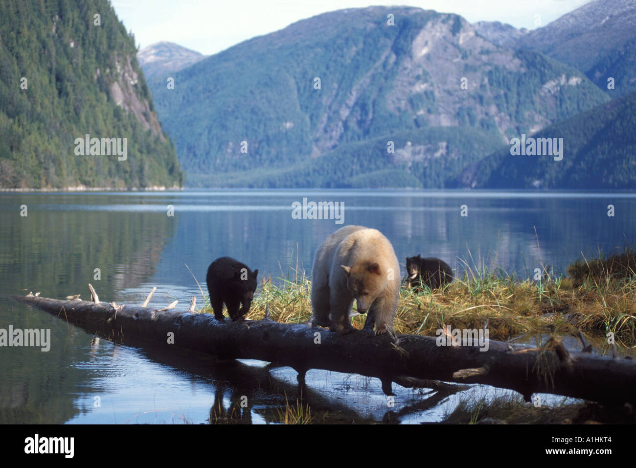 Ours Spirit kermode ours noir Ursus americanus sement avec des petits marchant sur une bûche de pêche et se nourrissant de saumon Colombie-Britannique Canada Banque D'Images