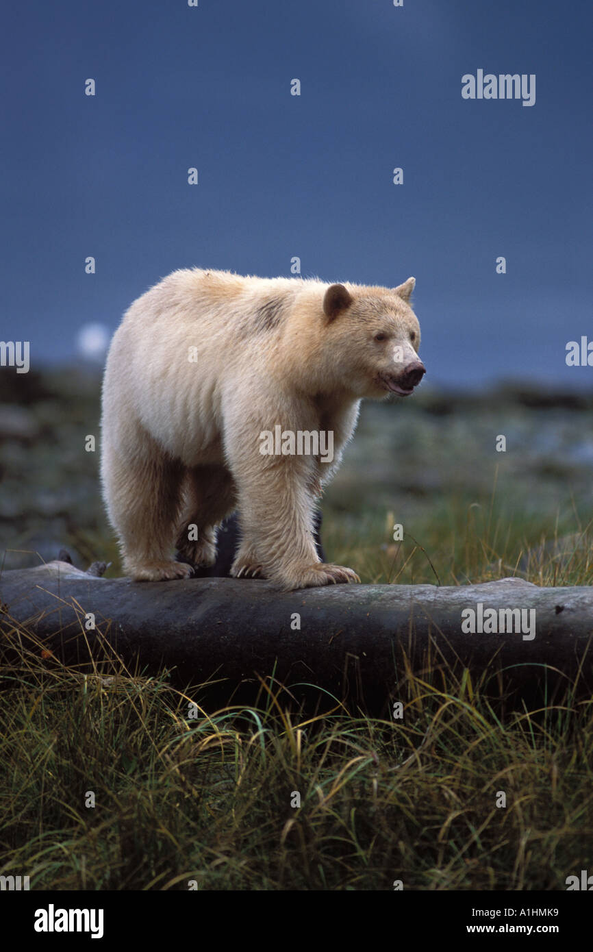 L'ours noir ours kermode Ursus americanus semer avec cub marche sur un journal central British Columbia coast Canada Banque D'Images