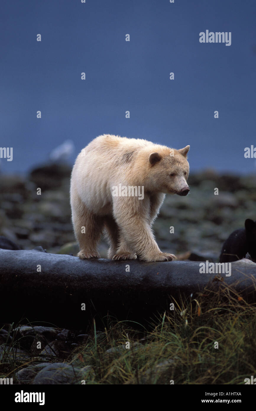 L'ours noir ours kermode Ursus americanus semer avec cub marchant le long d'une log icentral côte de la Colombie-Britannique, Canada Banque D'Images