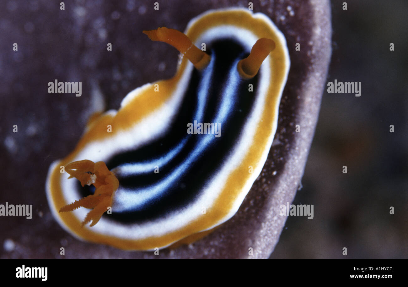 Un nudibranche couleur bonbon ou "slug" Banque D'Images