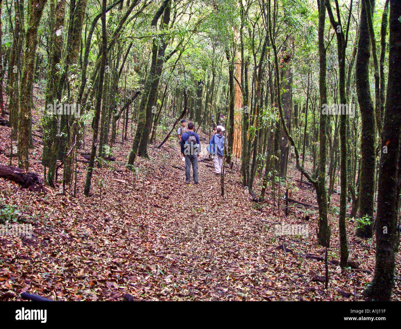 Monte Verde Serra da Mantiqueira Minas Gerais Brésil Banque D'Images