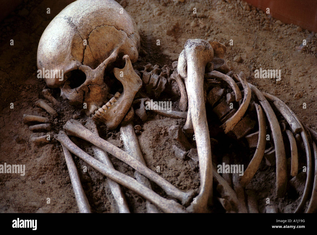 Squelette du cimetière primitif montrant dans le musée national à Prague, République Tchèque Banque D'Images