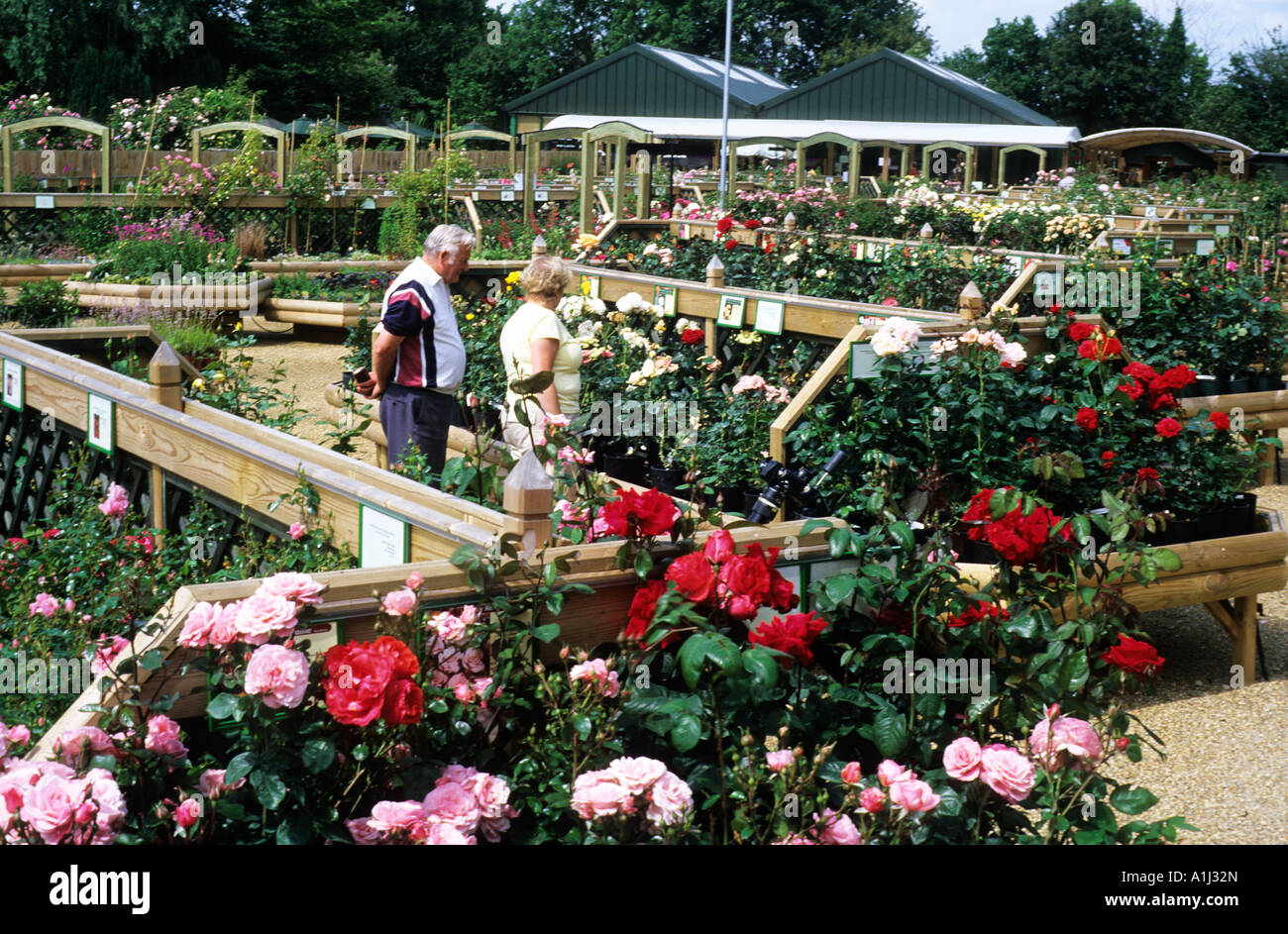 Centre de jardin, pépinière Rose, Peter Beales Roses, Norfolk, plantes, fleurs, ventes Banque D'Images